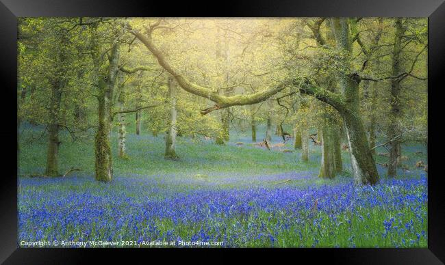 Hazy Bluebell Woods Framed Print by Anthony McGeever