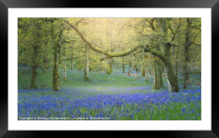 Hazy Bluebell Woods Framed Mounted Print by Anthony McGeever