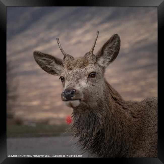 Wild Deer in the Highlands  Framed Print by Anthony McGeever