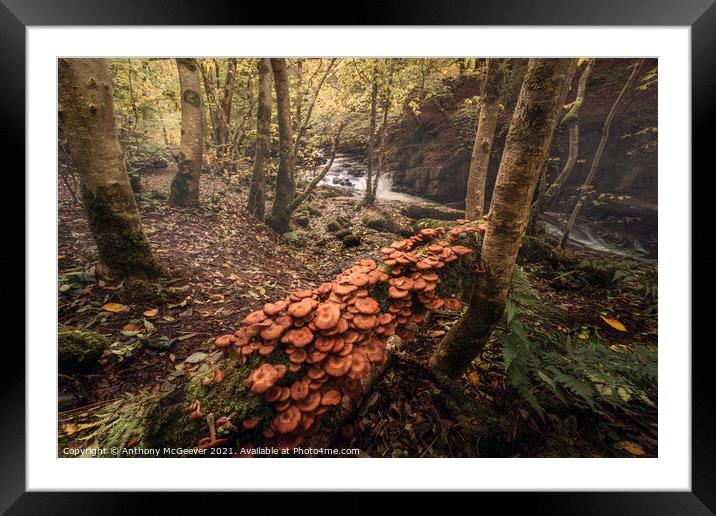 Autumnal Woodland   Framed Mounted Print by Anthony McGeever