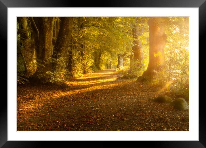 Woodland Sunrise  Framed Mounted Print by Anthony McGeever