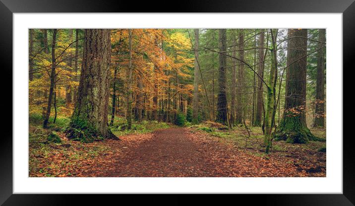 Dunkeld Autumn Woodland  Framed Mounted Print by Anthony McGeever
