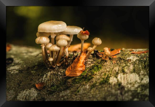October woodland mushrooms  Framed Print by Anthony McGeever