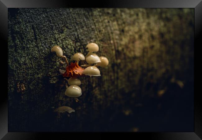 October Woodland Mushrooms  Framed Print by Anthony McGeever