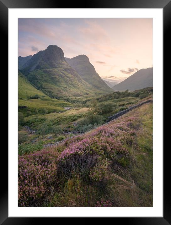 Heather in Glencoe  Framed Mounted Print by Anthony McGeever