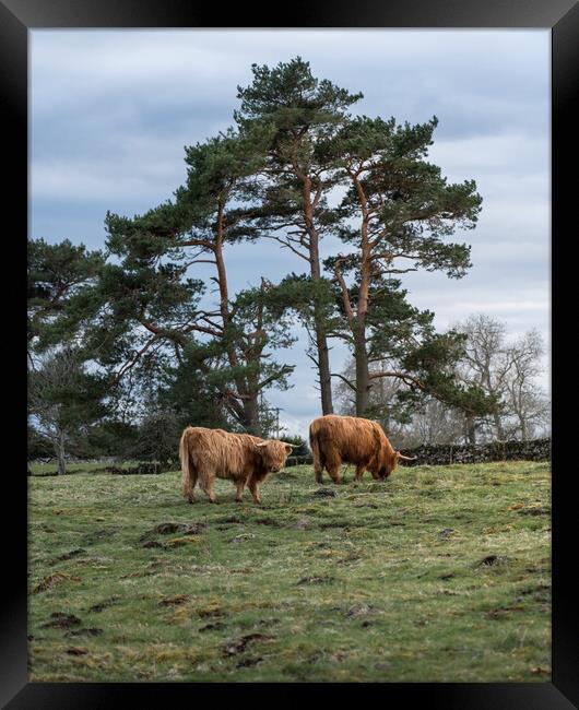 Heelan Coos n Scotts Pine  Framed Print by Anthony McGeever