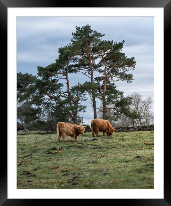 Heelan Coos n Scotts Pine  Framed Mounted Print by Anthony McGeever