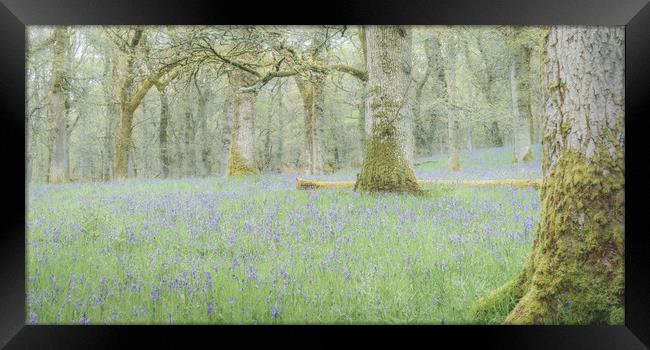 Bluebell Woods Framed Print by Anthony McGeever