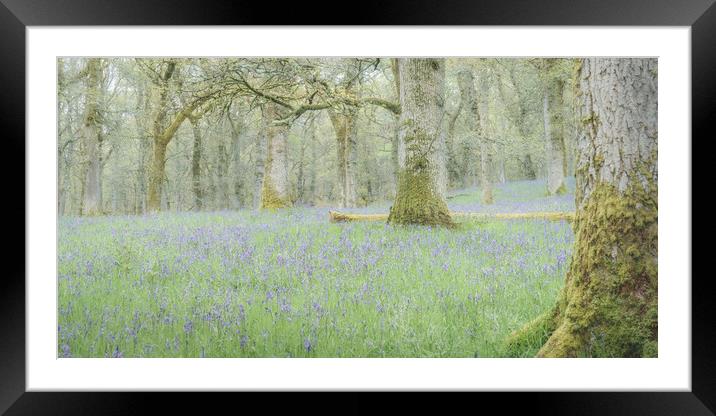 Bluebell Woods Framed Mounted Print by Anthony McGeever