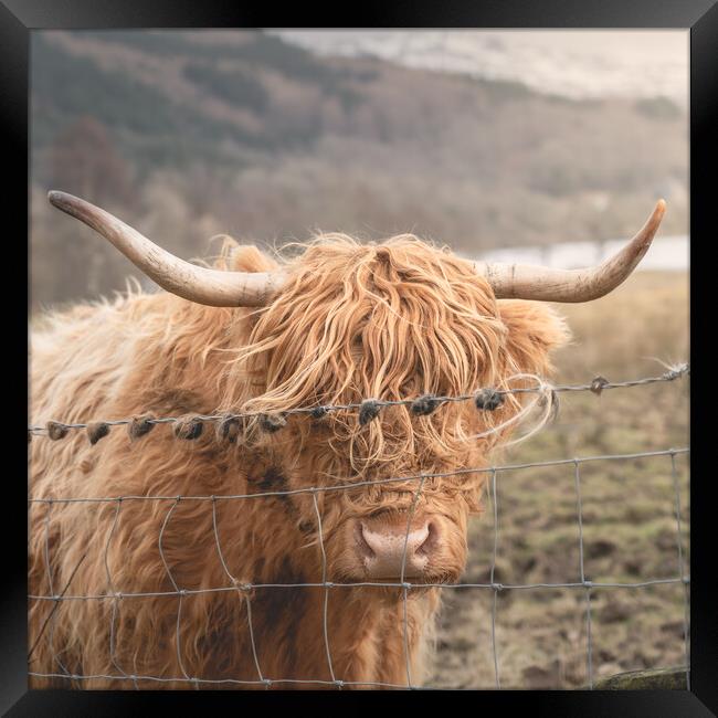 A Ginger Cow  Framed Print by Anthony McGeever
