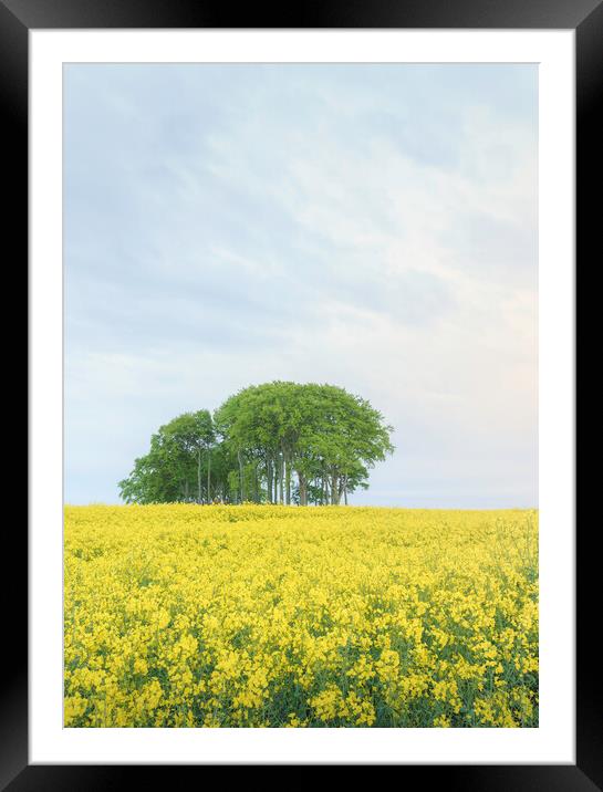 Spring Trees Framed Mounted Print by Anthony McGeever