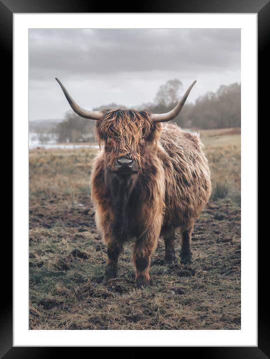 A Heilan Coo  Framed Mounted Print by Anthony McGeever