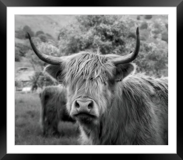 Heilan Coo  Framed Mounted Print by Anthony McGeever