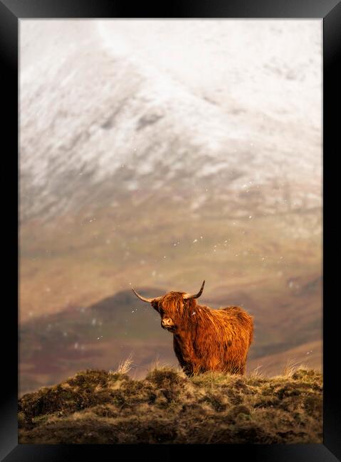 A ginger Highland in Winter Wonderland Framed Print by Anthony McGeever