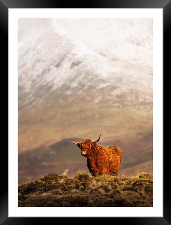 A ginger Highland in Winter Wonderland Framed Mounted Print by Anthony McGeever