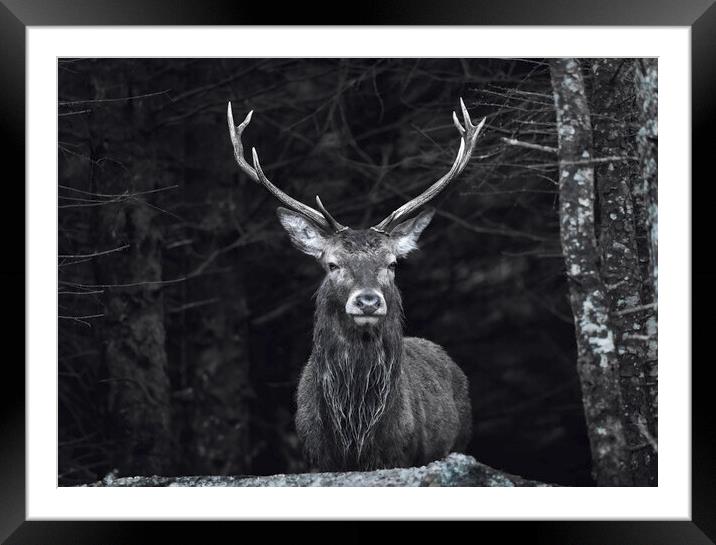 Highland Stag black and white  Framed Mounted Print by Anthony McGeever
