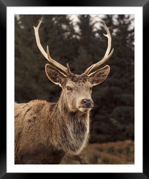 A backlit Stag in Glencoe Framed Mounted Print by Anthony McGeever