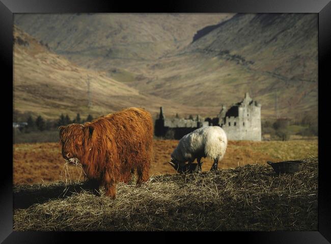Scottish Highlands  Framed Print by Anthony McGeever