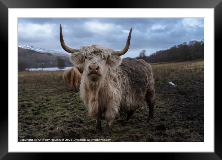 The Mucky Cow  Framed Mounted Print by Anthony McGeever