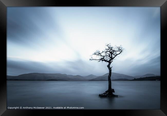 Millarochy Tree loch Lomond Scotland monochrome Framed Print by Anthony McGeever