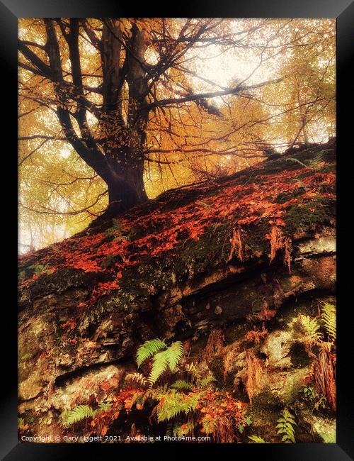 Rivers of gold Framed Print by Gary Liggett