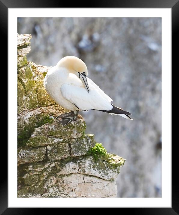 Gannet Bird at Bempton Cliffs preening Framed Mounted Print by That Foto