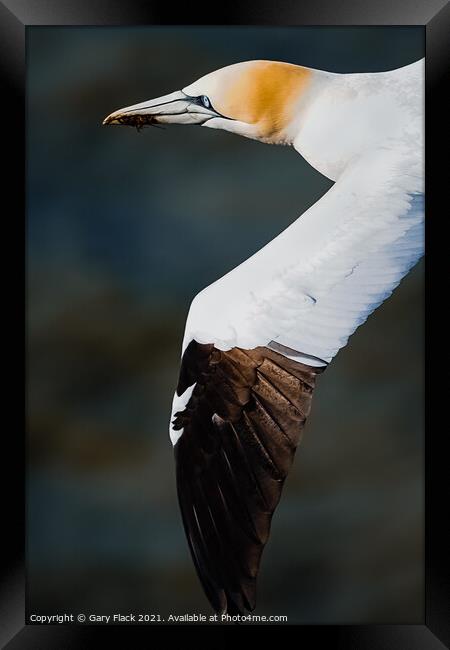 Gannet Bird in Flight at Bempton Cliff Framed Print by That Foto
