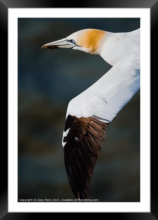 Gannet Bird in Flight at Bempton Cliff Framed Mounted Print by That Foto