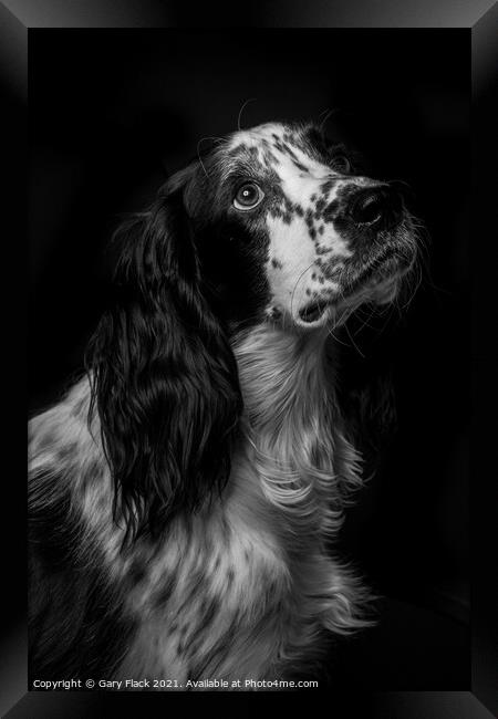 Working Cocker spaniel pleading for more Framed Print by That Foto