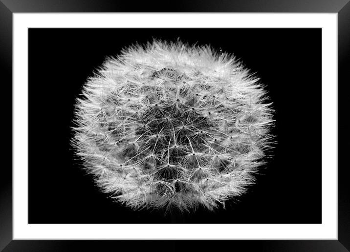 Dandelion PUffball Clock White Lowkey Framed Mounted Print by That Foto