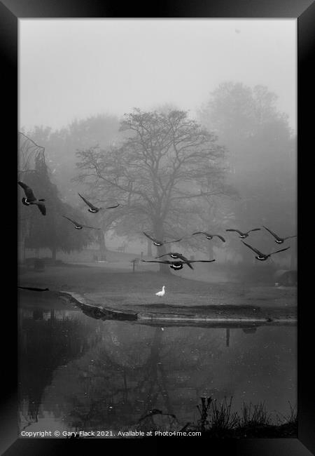 Autumn Foggy Canadian Geese landing at Sandall Park Doncaster Framed Print by That Foto