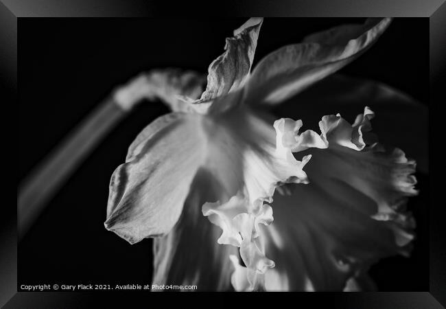 Daffodil Trumpet in Monochrome Framed Print by That Foto