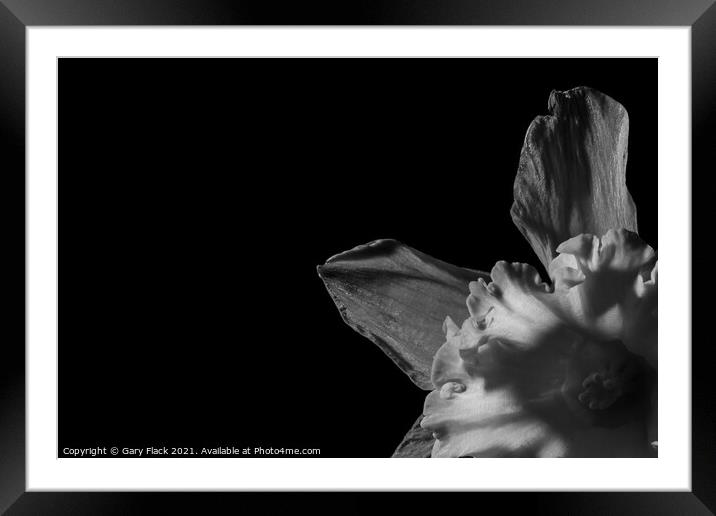 Daffodil Trumpet in Monochrome Framed Mounted Print by That Foto
