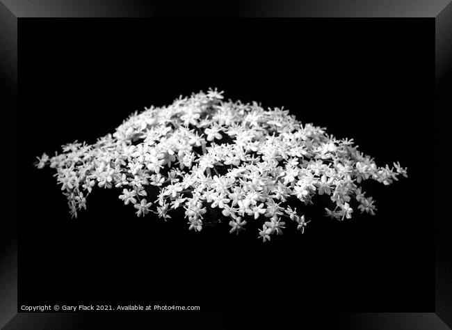 White Elderflower flower isolated in a wood Framed Print by That Foto