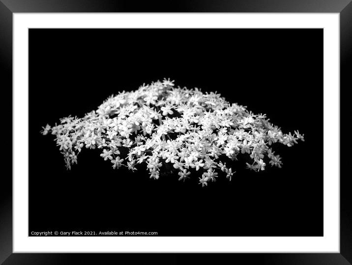 White Elderflower flower isolated in a wood Framed Mounted Print by That Foto