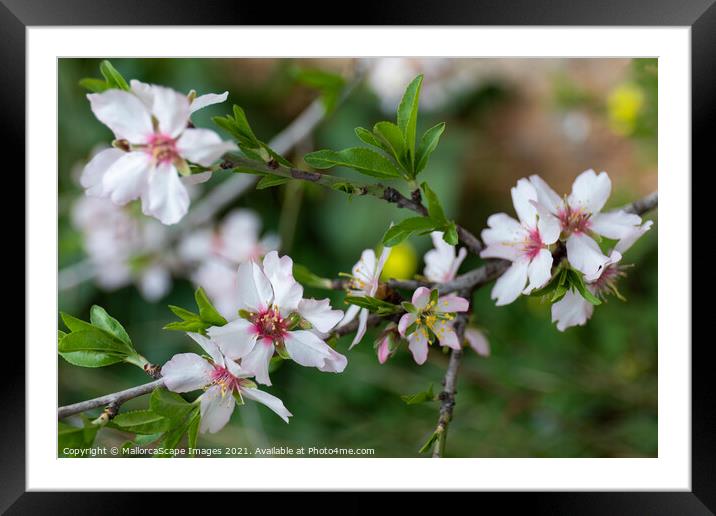 Almond blossom season in Majorca Framed Mounted Print by MallorcaScape Images