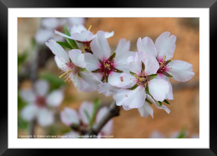 Almond blossom season in Majorca Framed Mounted Print by MallorcaScape Images