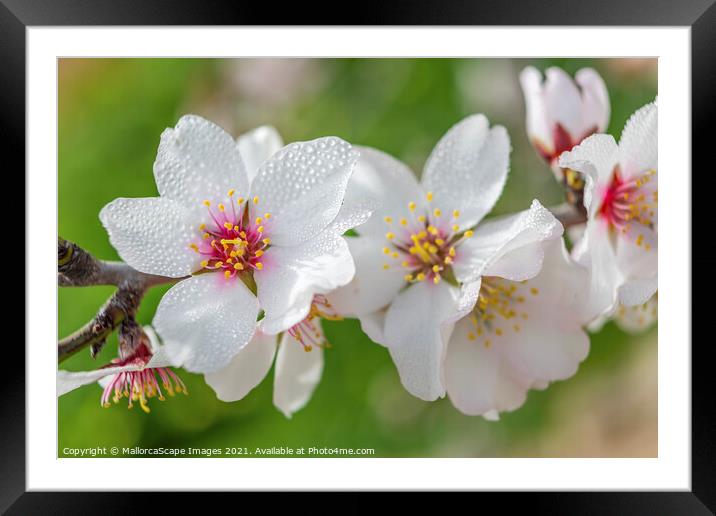 beautiful almond blossoms Framed Mounted Print by MallorcaScape Images