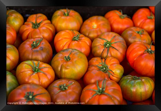 tomatoes Framed Print by MallorcaScape Images