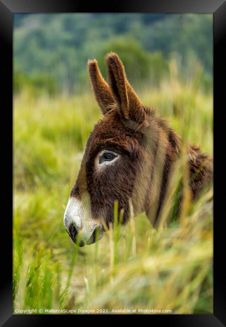 donkey portrait Framed Print by MallorcaScape Images