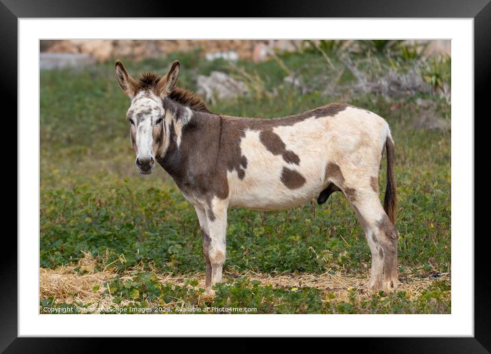 spotted male donkey on a pasture in Majorca Framed Mounted Print by MallorcaScape Images