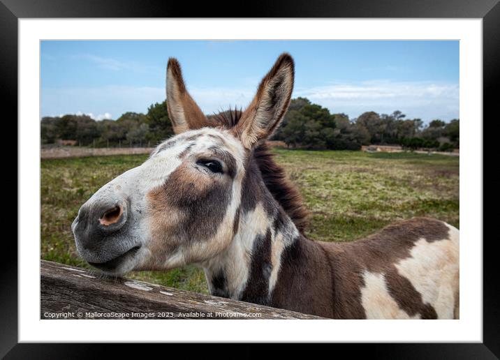 curious spotted donkey on a pasture in Majorca Framed Mounted Print by MallorcaScape Images