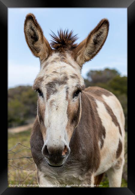 spotted donkey in Majorca Framed Print by MallorcaScape Images
