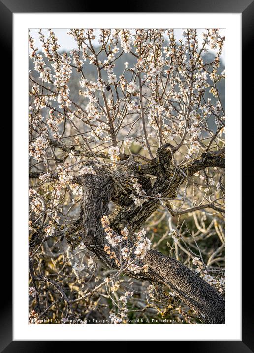 Blossoming almond trees in Majorca Framed Mounted Print by MallorcaScape Images