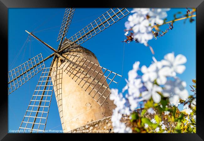 Historic windmill of Es Jonquet, Palma, Majorca Framed Print by MallorcaScape Images