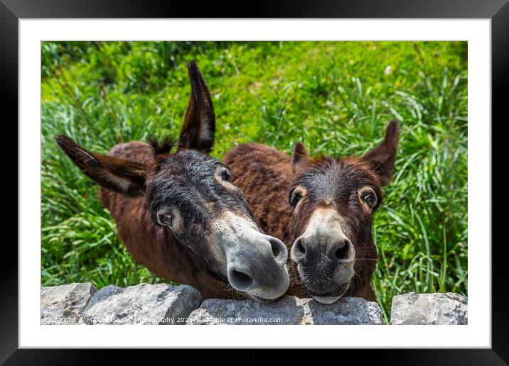 curious donkeys Framed Mounted Print by MallorcaScape Images