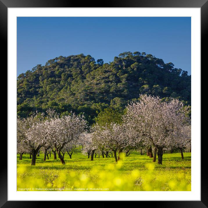 Almond blossom season in Majorca Framed Mounted Print by MallorcaScape Images