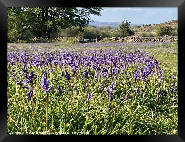 Dartmoor Bluebells Framed Print by Phil Vandenhove