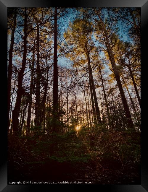 Devon Haldon’s forest light Framed Print by Phil Vandenhove