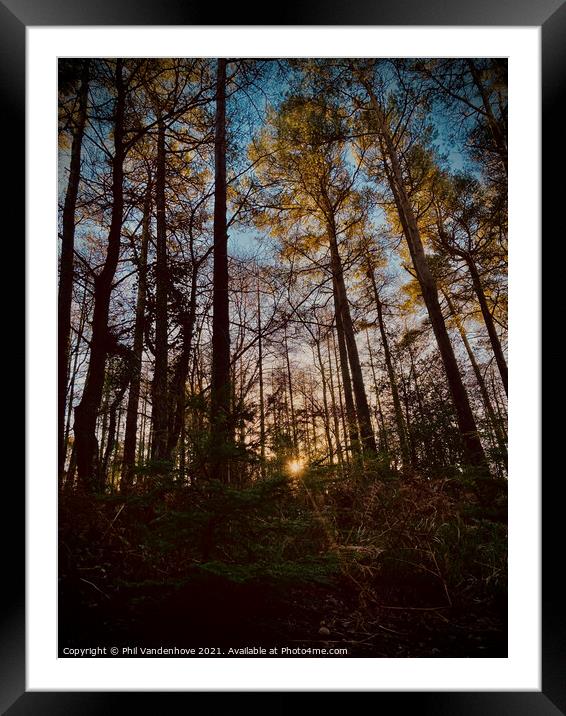 Devon Haldon’s forest light Framed Mounted Print by Phil Vandenhove
